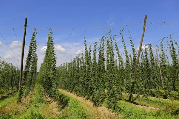 Cultivation of hops — Stock Photo, Image