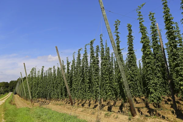 Hopfenanbau — Stockfoto