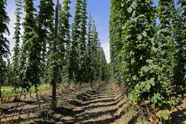 Cultivation of hops — Stock Photo, Image