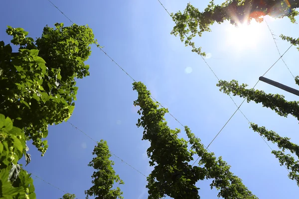 Cultivation of hops — Stock Photo, Image