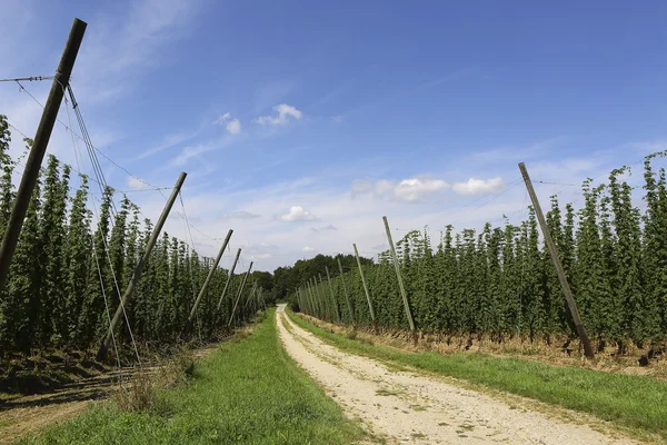 Cultivation of hops — Stock Photo, Image