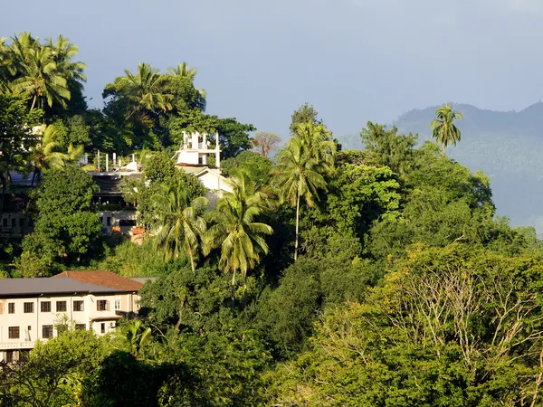 Dağlarda güzel palm peyzaj — Stok fotoğraf