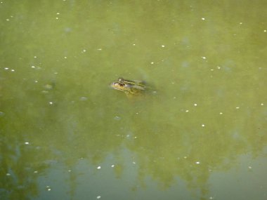 Dışarıdaki bir kurbağa portresi.