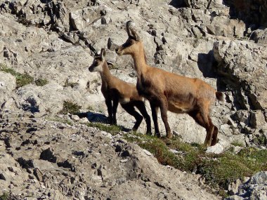 Chamois (Rupicapra rupicapra) Avusturya 'daki Karwendel Dağları' nda genç buğday çiçekleri ile birlikte, Tyrol