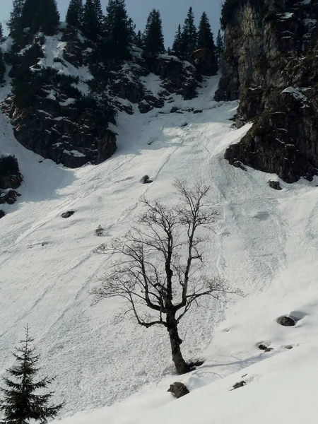 Avalancha Nieve Los Alpes Bávaros Alemania Invierno —  Fotos de Stock