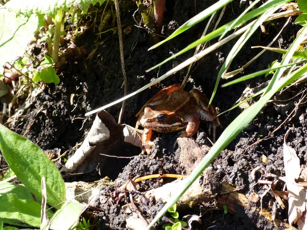Portrait Frog Outdoor — Stock Photo, Image