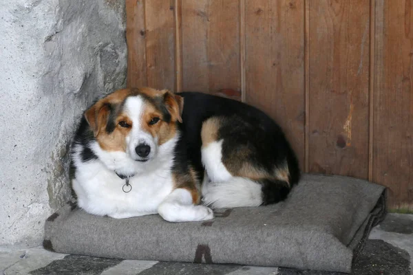 Hund Vid Alpin Koja — Stockfoto