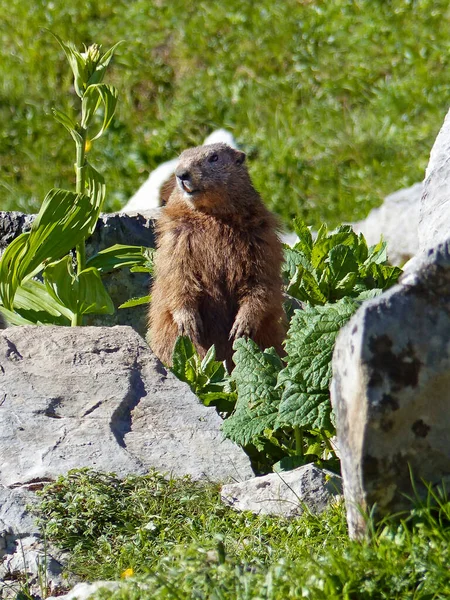 Marmota Alpina Marmota Marmota Altas Montañas Baviera Alemania Verano — Foto de Stock