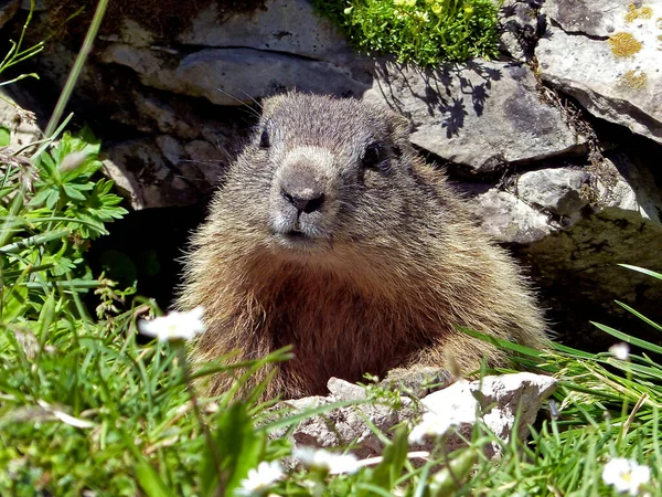 Marmota Alpina Marmota Marmota Altas Montañas Baviera Alemania Verano —  Fotos de Stock