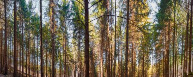 Bahar zamanı Almanya 'nın Bavyera kentindeki Heuberg Dağı' nın manzarası