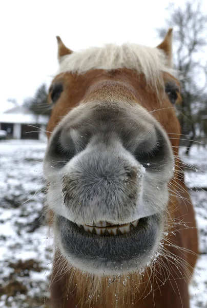 Kůň Alpské Boudě — Stock fotografie