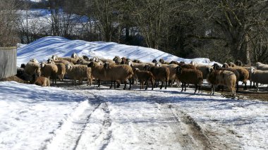 Dağ koyunu sürüsü (Ovis arsaları) yolda, Bavyera Alpleri