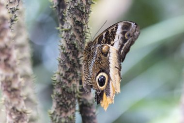 bitki üzerinde güzel kelebek