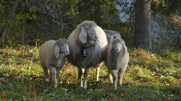 山道の山羊 オビスアリ の群れ — ストック写真