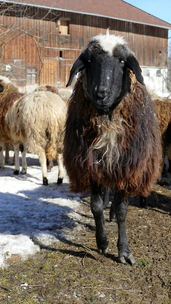 Rebanho Ovelhas Montanha Ovis Aries Trilha Alpes Baviera — Fotografia de Stock