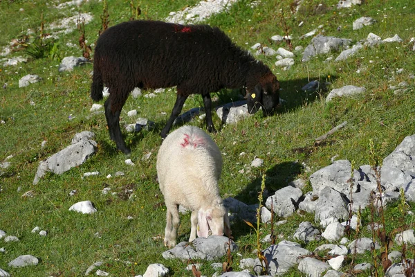 Troupeau Moutons Montagne Ovis Aries Haute Montagne — Photo