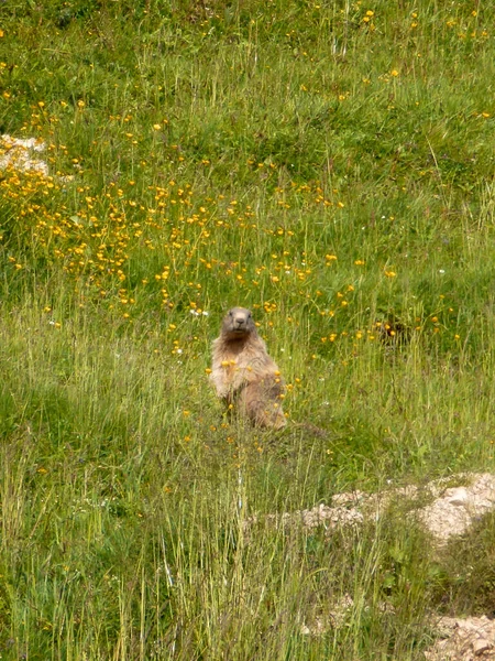 Marmotta Sul Monte Schildenstein Baviera Germania — Foto Stock