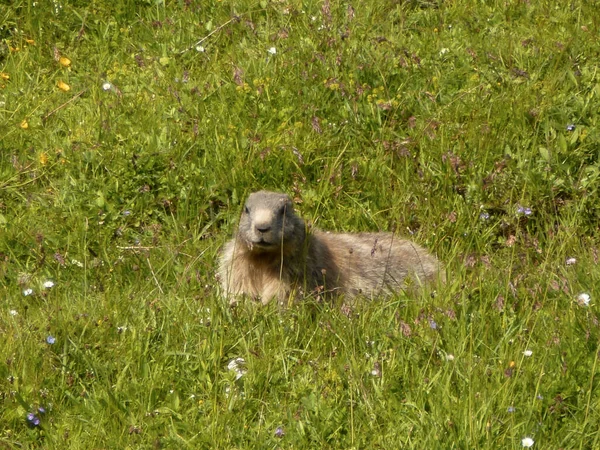 Marmot Montaña Schildenstein Baviera Alemania — Foto de Stock