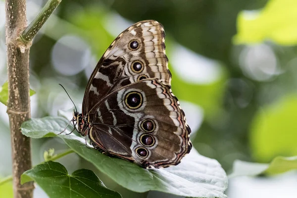 Bela Borboleta Planta — Fotografia de Stock