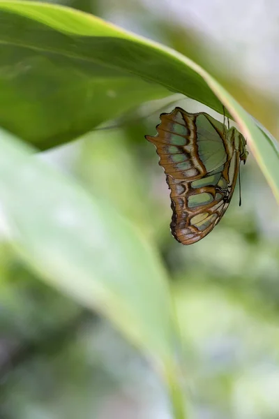 Hermosa Mariposa Planta —  Fotos de Stock