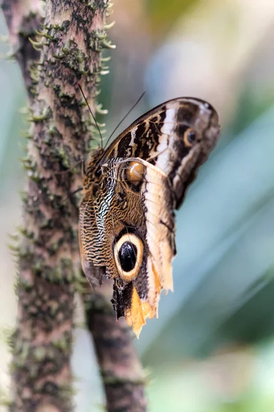 Beau Papillon Sur Plante — Photo