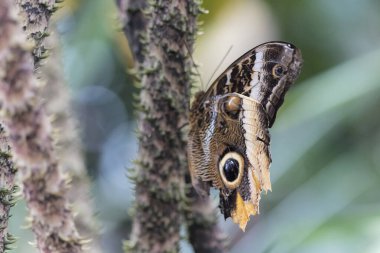 bitki üzerinde güzel kelebek