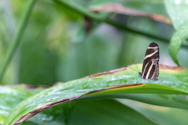 bitki üzerinde güzel kelebek