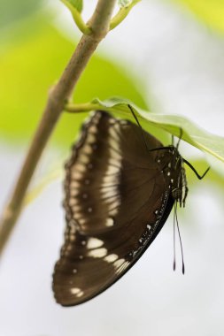 bitki üzerinde güzel kelebek