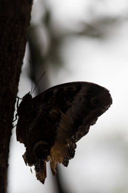 bitki üzerinde güzel kelebek