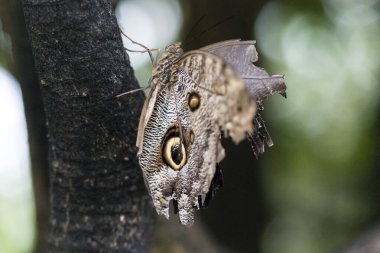 bitki üzerinde güzel kelebek