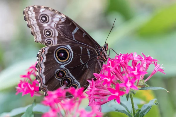 Schöner Schmetterling Auf Pflanze — Stockfoto