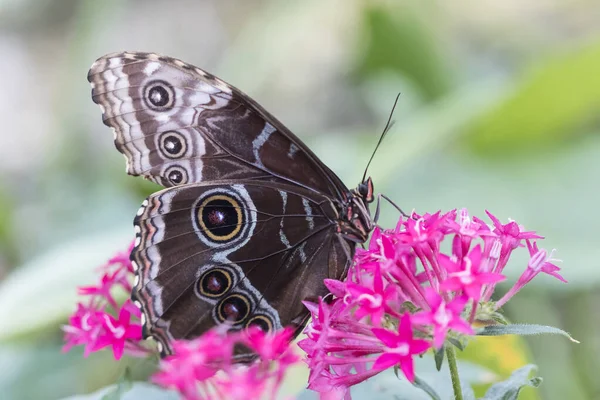 Красивая Бабочка Растении — стоковое фото