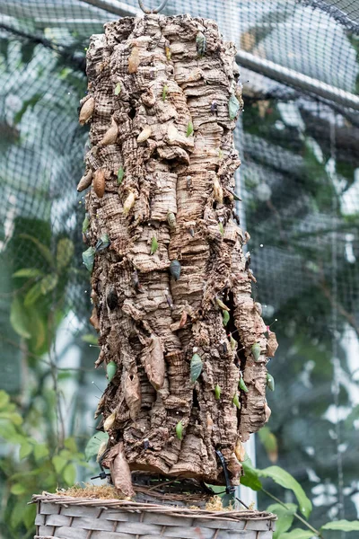 Larvas Mariposa Sobre Una Planta —  Fotos de Stock