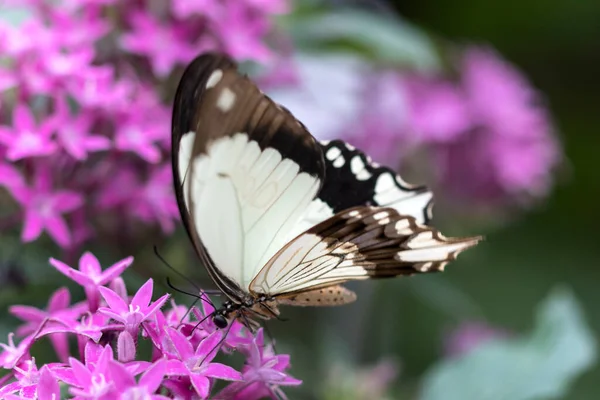 Gyönyörű Pillangó Növény — Stock Fotó