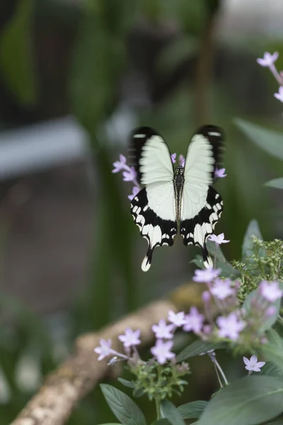 植物の美しい蝶 — ストック写真