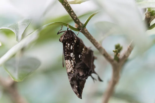 Beau Papillon Sur Plante — Photo