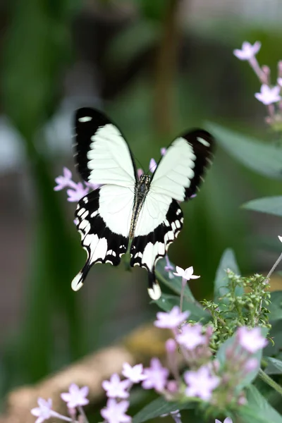 在植物上只美丽的蝴蝶 — 图库照片