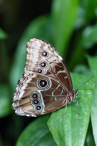Красивая Бабочка Растении — стоковое фото
