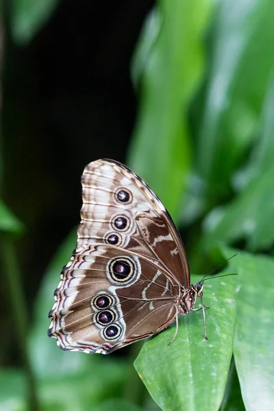 Schöner Schmetterling Auf Pflanze — Stockfoto