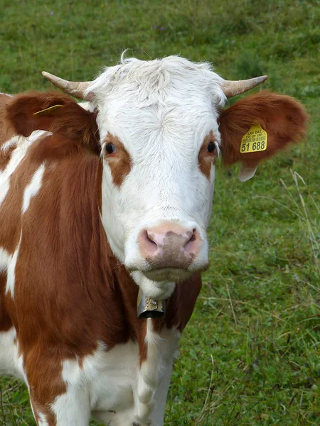 Retrato Una Vaca Las Montañas Baviera Alemania Verano — Foto de Stock