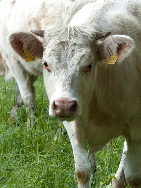 Retrato Uma Vaca Nas Montanhas Baviera Alemanha Verão — Fotografia de Stock