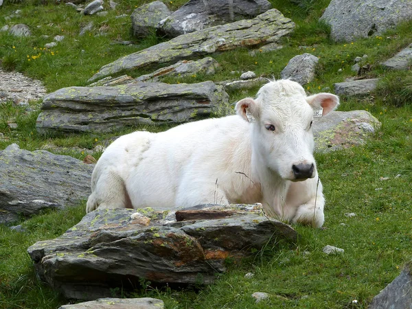夏のオーストリアの山の牛の肖像画 — ストック写真