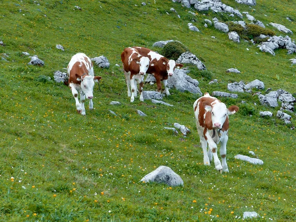 Cows Meadow Austrian Mountains Summertim — Stock Photo, Image