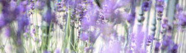 Mor lavanta tarlasının manzarası