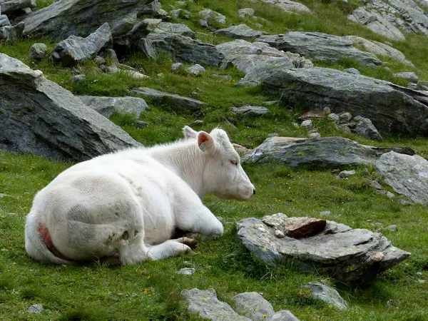 Портрет Коровы Австрийских Горах Летом — стоковое фото