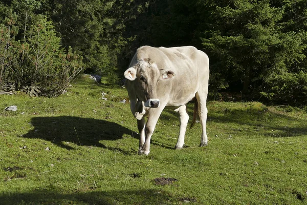 夏季奥地利山区一头奶牛的画像 — 图库照片