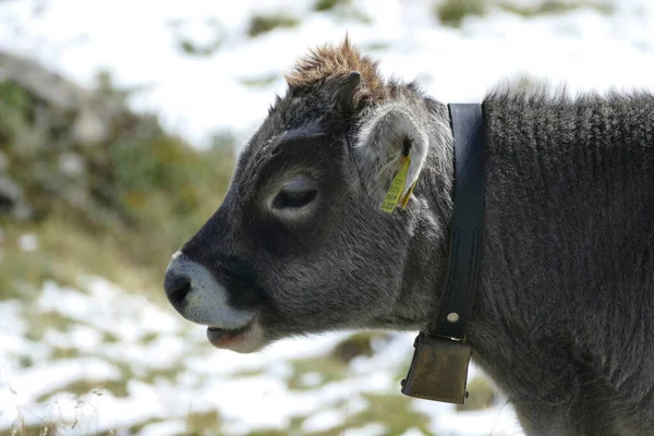 Retrato Una Vaca Las Montañas Austríacas Verano —  Fotos de Stock