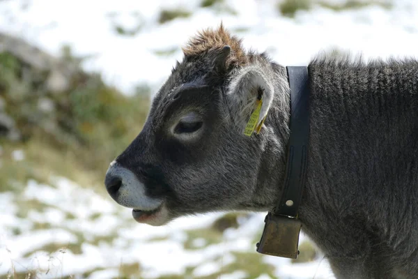 Retrato Una Vaca Las Montañas Austríacas Verano — Foto de Stock