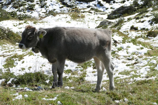 夏のオーストリアの山の牛の肖像画 — ストック写真