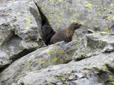 Avusturya 'nın yüksek dağlarında dağ sıçanı.